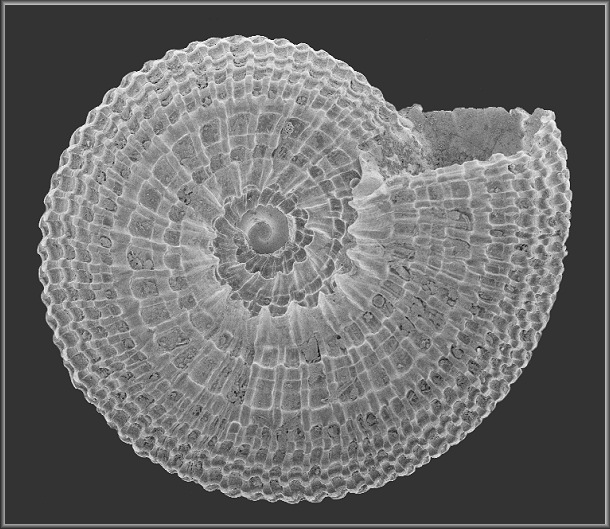 Pseudotorinia architae crystallina (Nowell-Usticke, 1969)