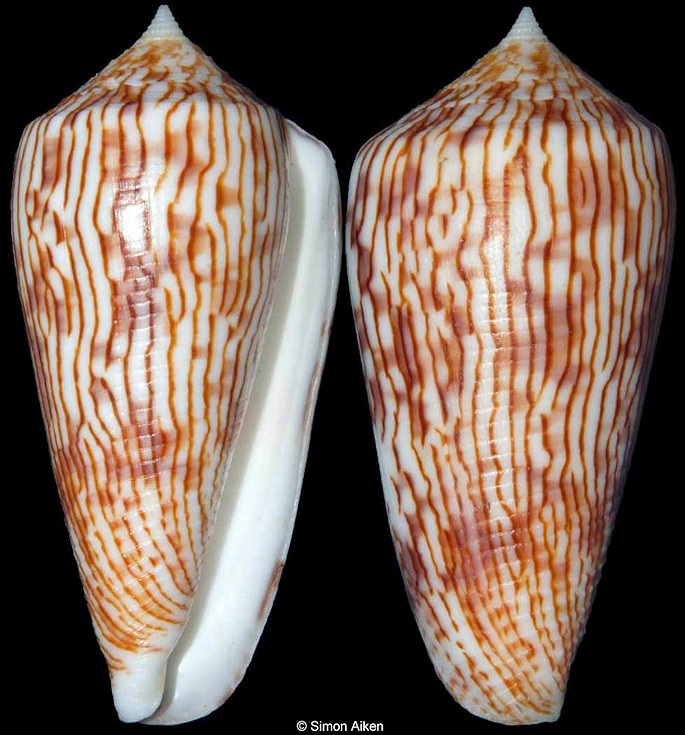 Conus kuroharai (Habe, 1965)