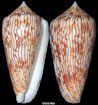 Conus kuroharai (Habe, 1965)