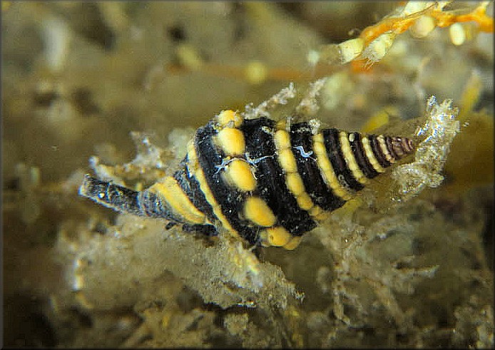 Pilsbryspira albocincta (C. B. Adams, 1845) White-spot Drillia