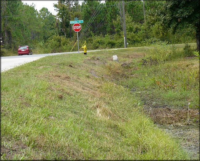 Daedalochila habitat at the intersection of St. Marks Pond Boulevard and International Golf Parkway (10/4/2009)