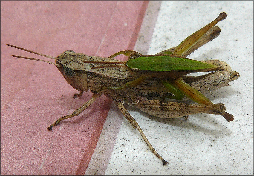 Short-winged Green Grasshoppers [Dichromorpha viridis] Mating