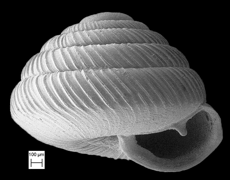 Strobilops labyrinthicus (Say, 1817) Maze Pinecone