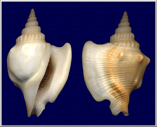 Dolomena labiosa (Wood, 1828)