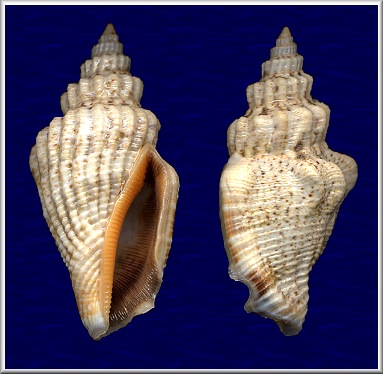 Canarium labiatum (Rding, 1798)