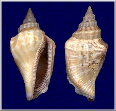 Canarium olydium (Duclos, 1844)