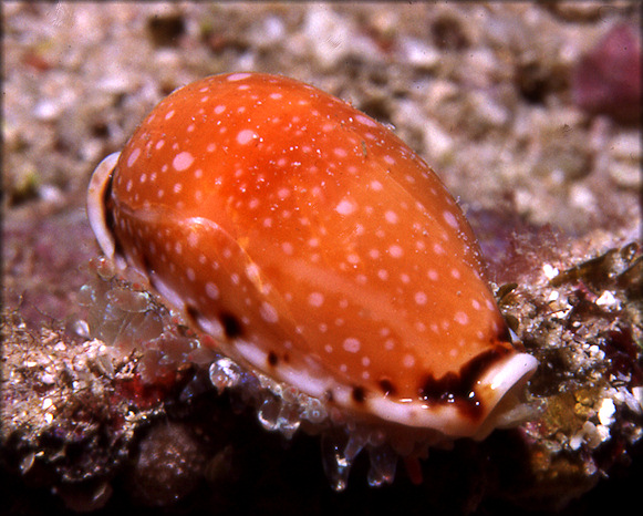 Naria labrolineata (Gaskoin, 1849)