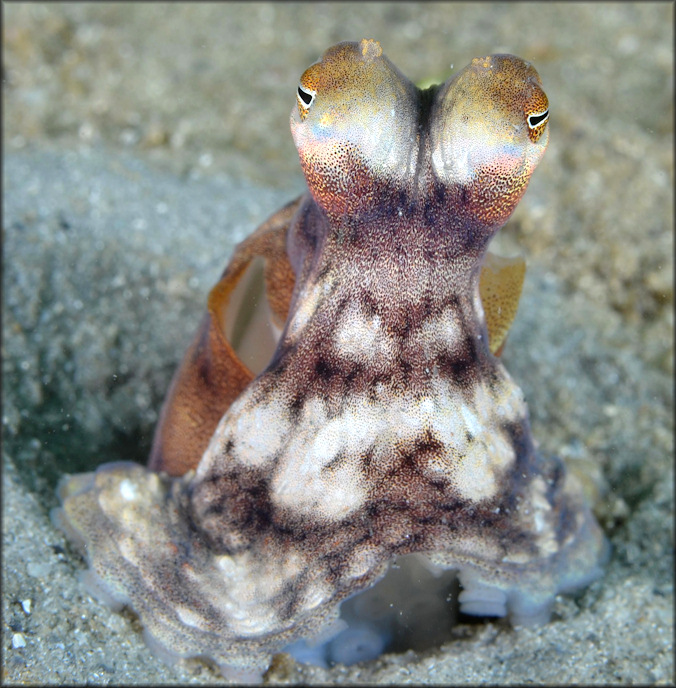 Octopus defilippi Verany, 1851 Atlantic Longarm Octopus