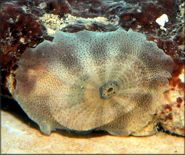 Lucapina aegis (Reeve, 1850) Shield Fleshy Limpet