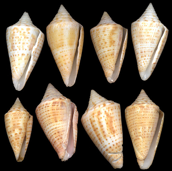 Conus largillierti Kiener, 1845 Philippi’s Cone