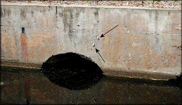 Some of the Pomacea egg clutches on the concrete culvert at the southeast end of the lake