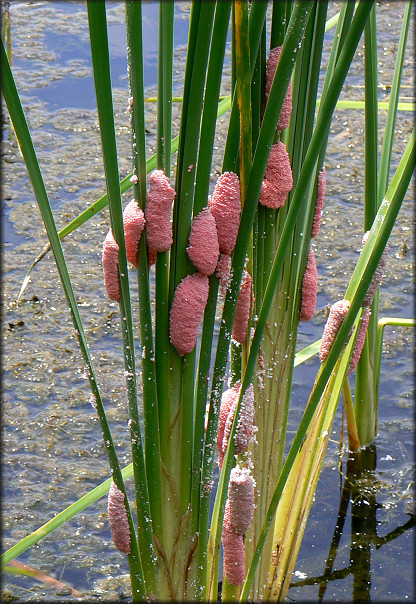 Egg clutches along the aquatic center lake shoreline