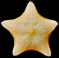 Leptychaster anomalus Fisher, 1910 "Pentagonal Sand Star"