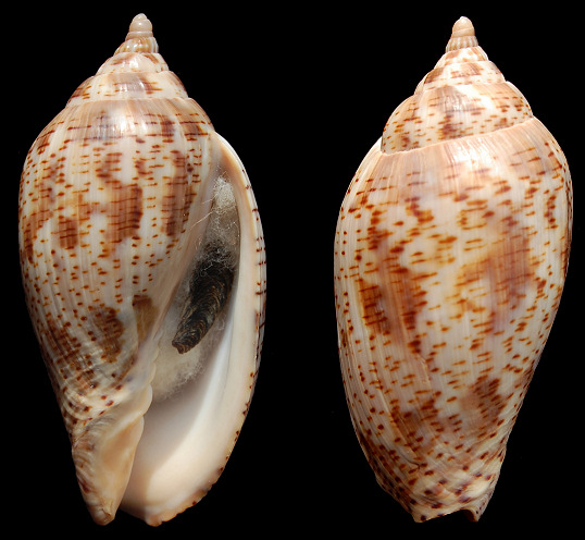 Harpulina lapponica (Linnaeus, 1767)