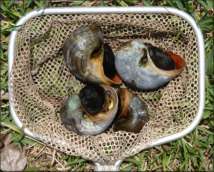 Pomacea maculata from Country Club Lakes Apartments lake