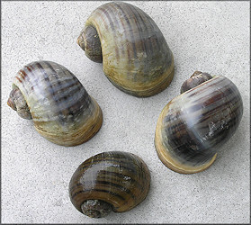 Pomacea maculata from Country Club Lakes Apartments lake