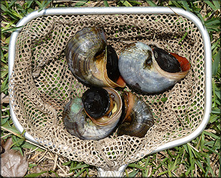 Pomacea maculata from Country Club Lakes Apartments lake