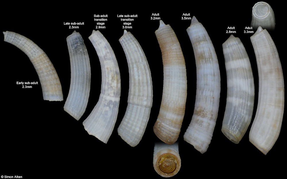 Caecum laqueatum C. B. Adams, 1852