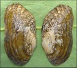 Lasmigona costata (Rafinesque, 1820) Flutedshell