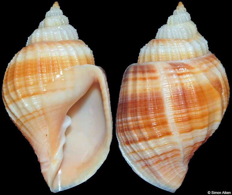 Cancellaria (Euclia) laurettae R. E. Petit and Harasewych, 1998