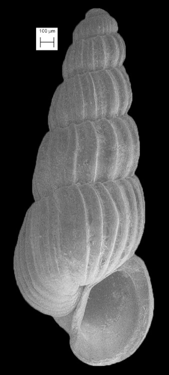 Trabecula laxa (Dall and Bartsch, 1909) Lax Turbonille