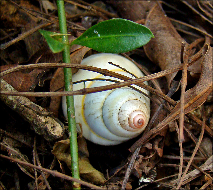 Liguus fasciatus Mller 1774 Florida Tree Snail Laying Eggs