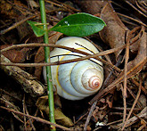 Liguus fasciatus Mller 1774 Florida Tree Snail Laying Eggs