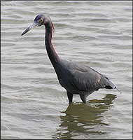 Egretta caerulea Little Blue Heron