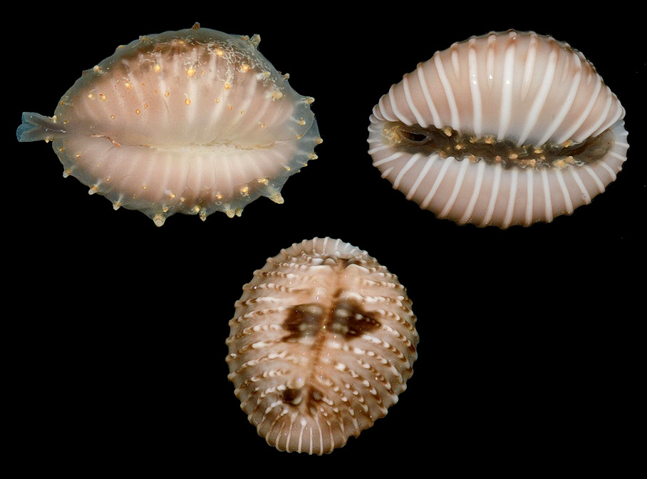 Pusula costispunctata (G. B. Sowerby II, 1870)