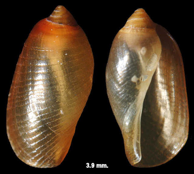 Luria cinerea (Gmelin, 1791) Atlantic Gray Cowrie Juvenile