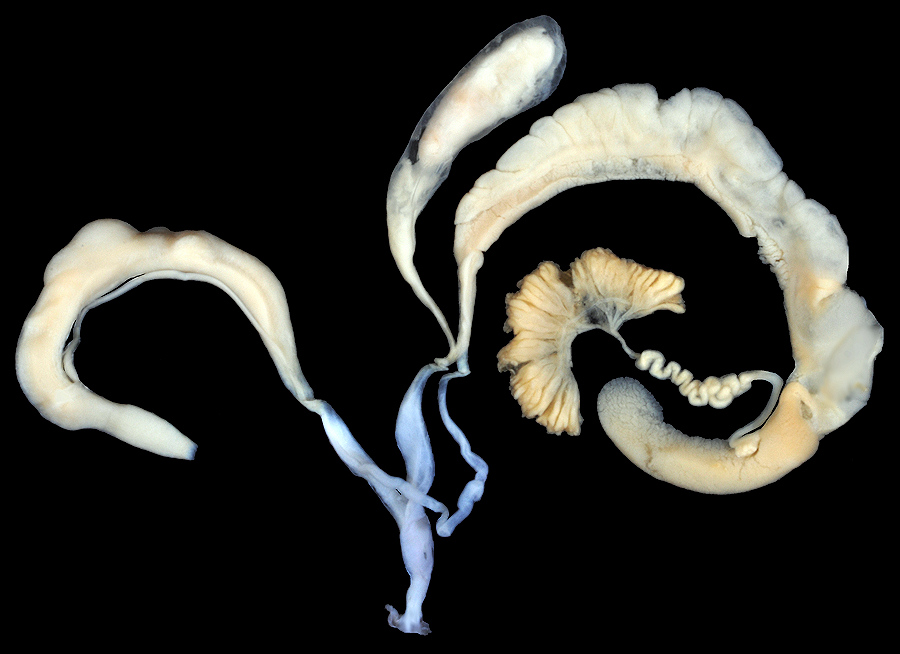 Daedalochila uvulifera (Shuttleworth, 1852) Peninsula Liptooth Dissection