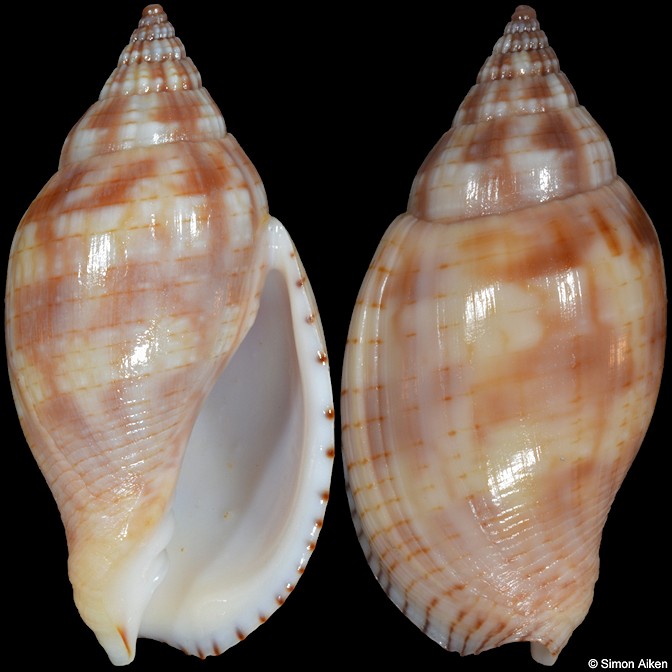 Lyria deliciosa (Montrouzier, 1859)