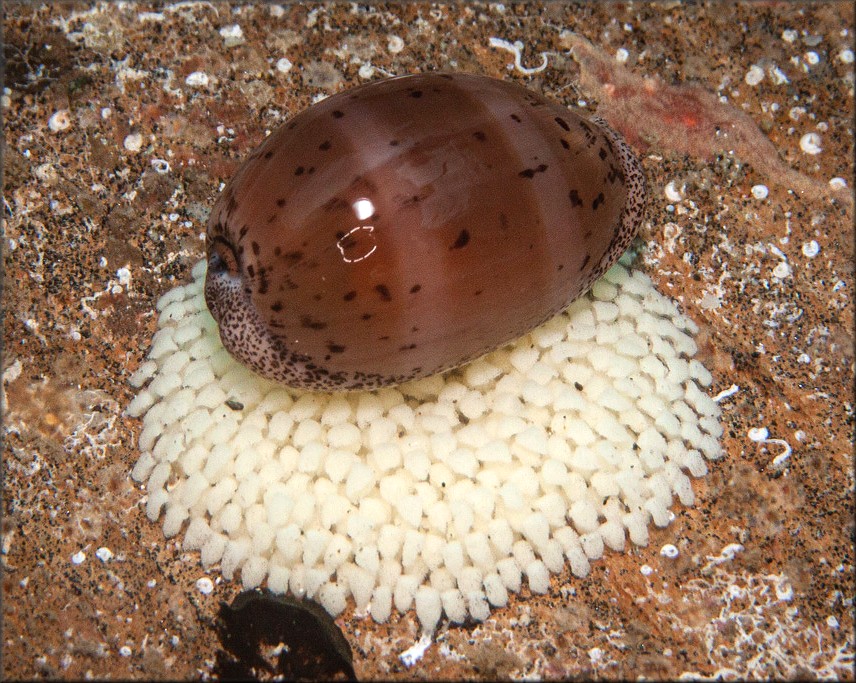 Luria cinerea (Gmelin, 1791) Atlantic Gray Cowrie With Eggs