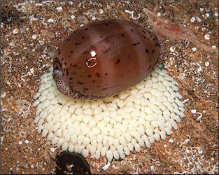 Luria cinerea (Gmelin, 1791) Atlantic Gray Cowrie With Eggs