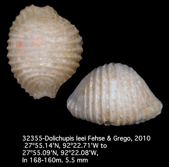 Dolichupis leei Fehse and Grago, 2010