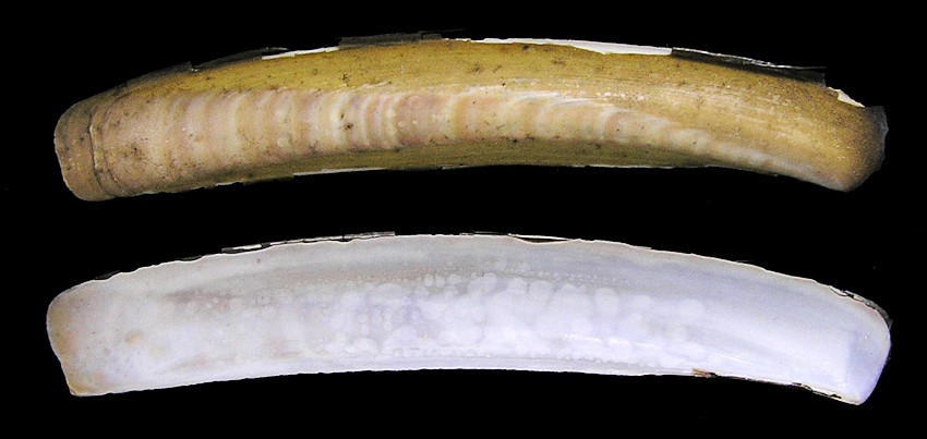 Ensis leei Huber, 2015 Atlantic Jackknife Clam