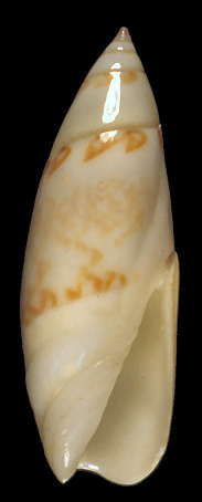 Olivella nivea (Gmelin, 1791)