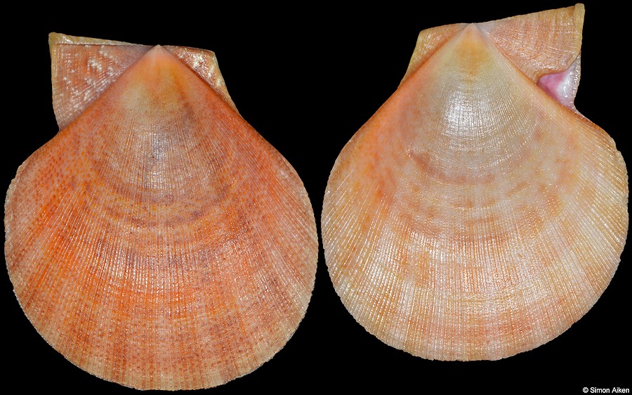Laevichlamys mollita (Reeve, 1853)