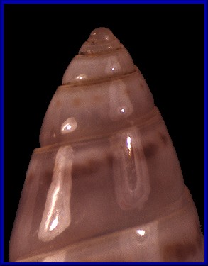 Olivella lactea (Marrat, 1871)