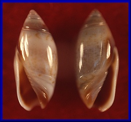 Olivella pusilla (Marrat, 1871)