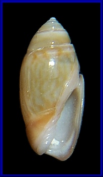 Olivella olssoni Altena, 1971