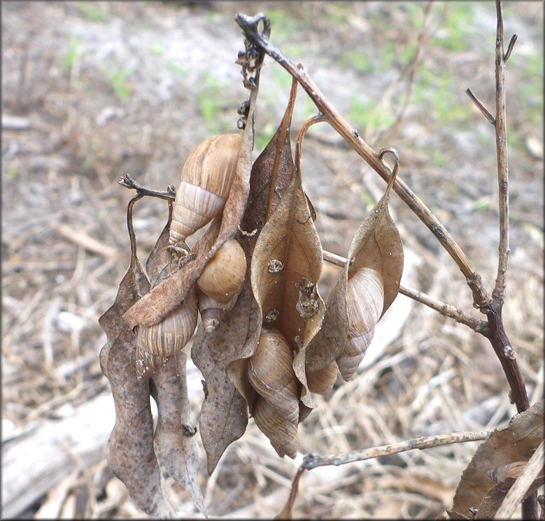 Bulimulus sporadicus In The Roadside Swale At 447 Lee Road On The East Side Of The Road