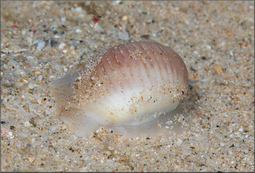 Stigmaulax sulcatus (Born, 1778) Grooved Moonsnail