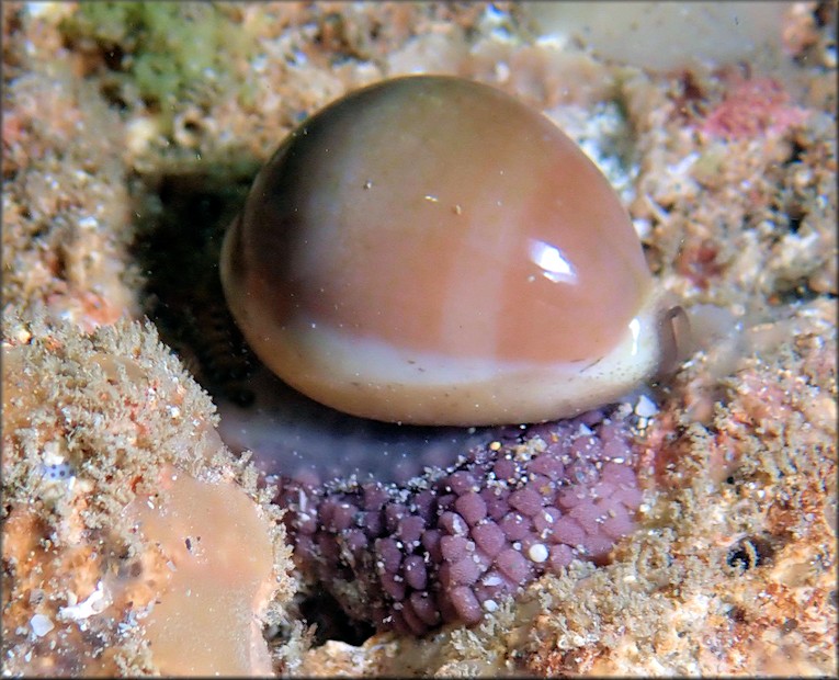 Luria cinerea (Gmelin, 1791) Atlantic Gray Cowrie With Eggs