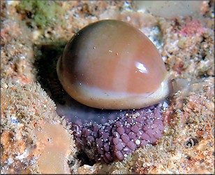 Luria cinerea (Gmelin, 1791) Atlantic Gray Cowrie With Eggs