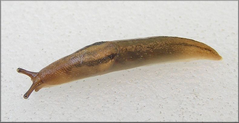 Ambigolimax  valentianus (Frussac, 1821) Threeband Garden Slug Juvenile