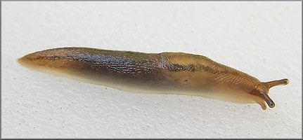 Ambigolimax  valentianus (Frussac, 1821) Threeband Garden Slug Juvenile