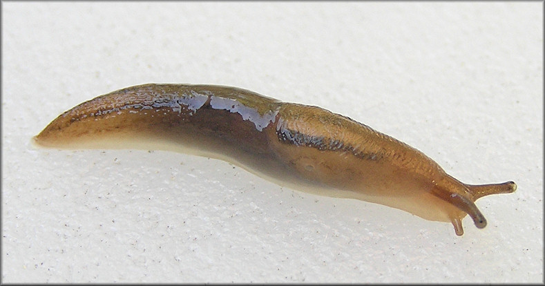 Ambigolimax  valentianus (Frussac, 1821) Threeband Garden Slug Juvenile