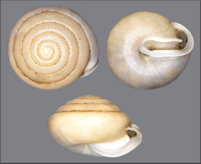 Euchemotrema leai (A. Binney, 1841) Lowland Pillsnail