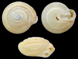 Lobosculum leporina (Gould, 1848)